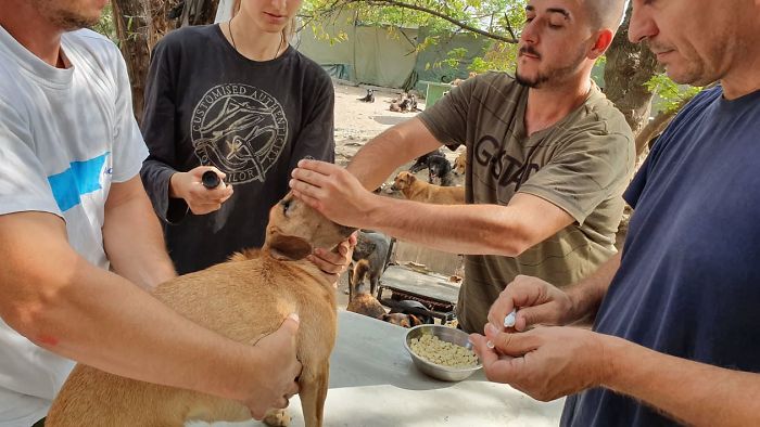 Guy Takes In Pups That No One Wants, Runs A Shelter With 750 Dogs Guy Takes In Pups That No One Wants, Runs A Shelter With 750 Dogs