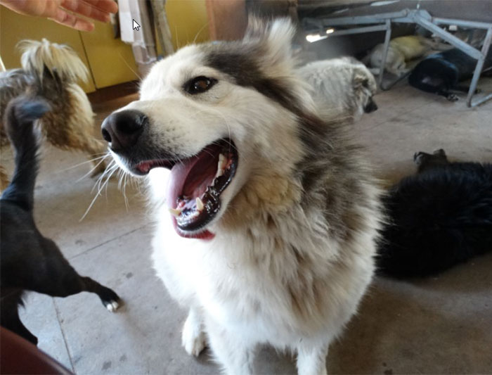 Guy Takes In Pups That No One Wants, Runs A Shelter With 750 Dogs