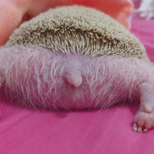 Person Notices How Defenseless Hedgehogs Become When Sleeping, And This Butt Thread Will Make Your Day Person Notices How Defenseless Hedgehogs Become When Sleeping, And This Butt Thread Will Make Your Day