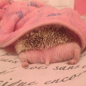 Person Notices How Defenseless Hedgehogs Become When Sleeping, And This Butt Thread Will Make Your Day