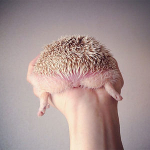Person Notices How Defenseless Hedgehogs Become When Sleeping, And This Butt Thread Will Make Your Day
