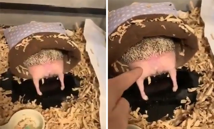 Person Notices How Defenseless Hedgehogs Become When Sleeping, And This Butt Thread Will Make Your Day
