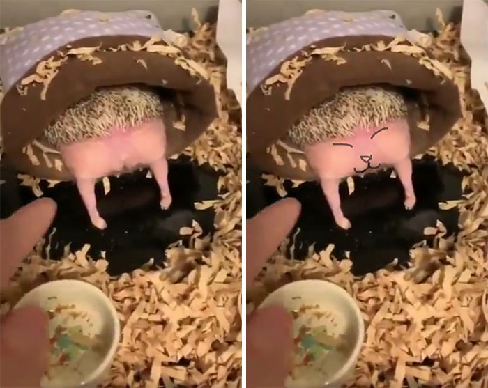 Person Notices How Defenseless Hedgehogs Become When Sleeping, And This Butt Thread Will Make Your Day