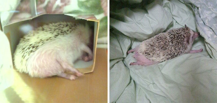 Person Notices How Defenseless Hedgehogs Become When Sleeping, And This Butt Thread Will Make Your Day Person Notices How Defenseless Hedgehogs Become When Sleeping, And This Butt Thread Will Make Your Day