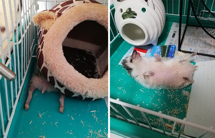 Person Notices How Defenseless Hedgehogs Become When Sleeping, And This Butt Thread Will Make Your Day