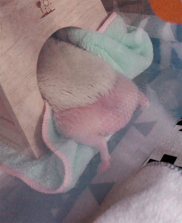 Person Notices How Defenseless Hedgehogs Become When Sleeping, And This Butt Thread Will Make Your Day Person Notices How Defenseless Hedgehogs Become When Sleeping, And This Butt Thread Will Make Your Day