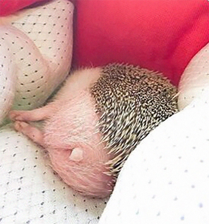 Person Notices How Defenseless Hedgehogs Become When Sleeping, And This Butt Thread Will Make Your Day