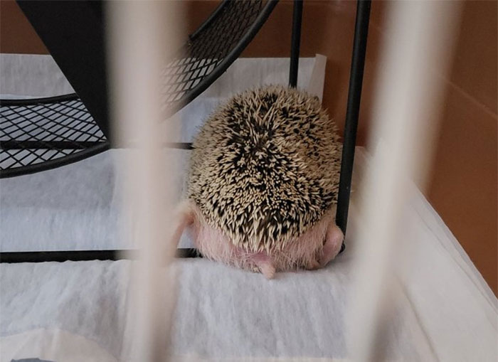 Person Notices How Defenseless Hedgehogs Become When Sleeping, And This Butt Thread Will Make Your Day