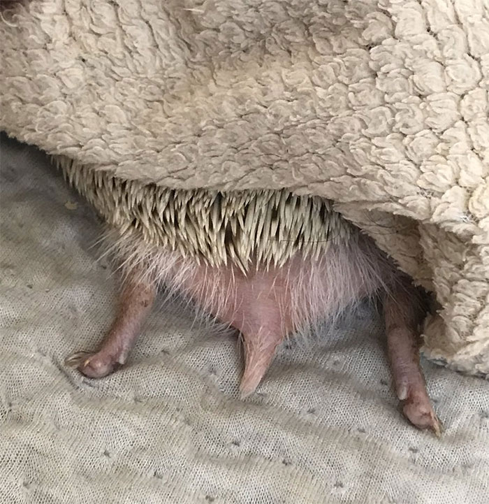 Person Notices How Defenseless Hedgehogs Become When Sleeping, And This Butt Thread Will Make Your Day