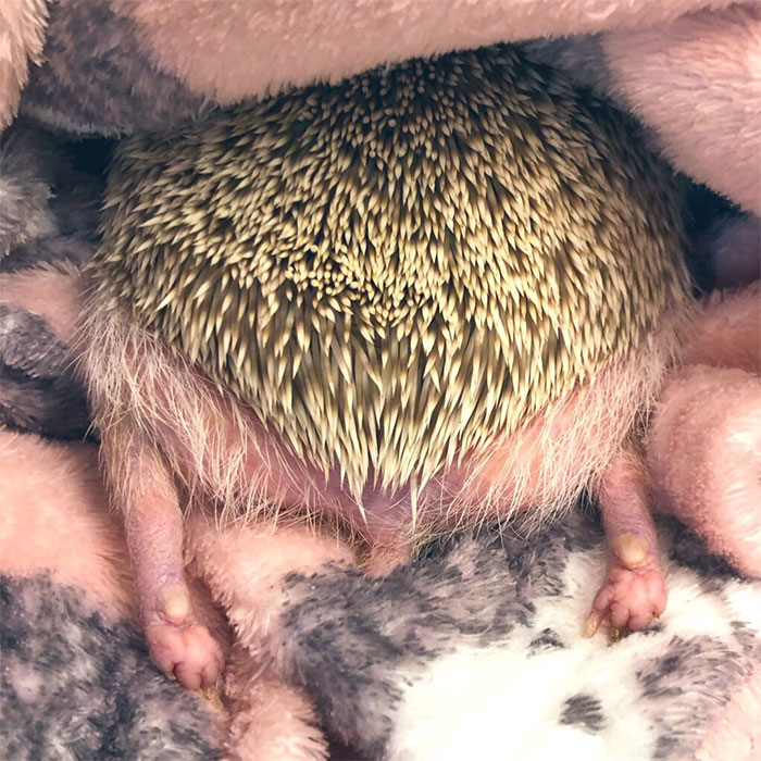 Person Notices How Defenseless Hedgehogs Become When Sleeping, And This Butt Thread Will Make Your Day Person Notices How Defenseless Hedgehogs Become When Sleeping, And This Butt Thread Will Make Your Day