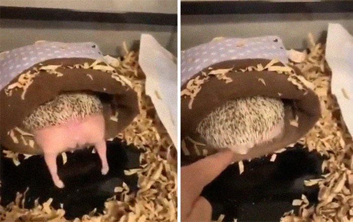Person Notices How Defenseless Hedgehogs Become When Sleeping, And This Butt Thread Will Make Your Day