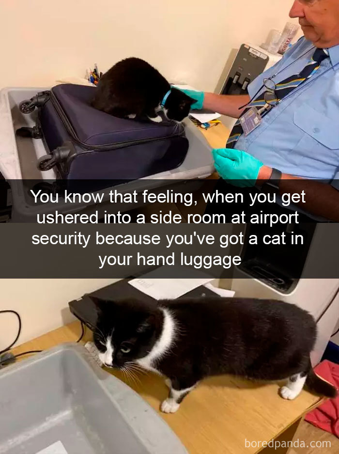 Cat-Snapchats