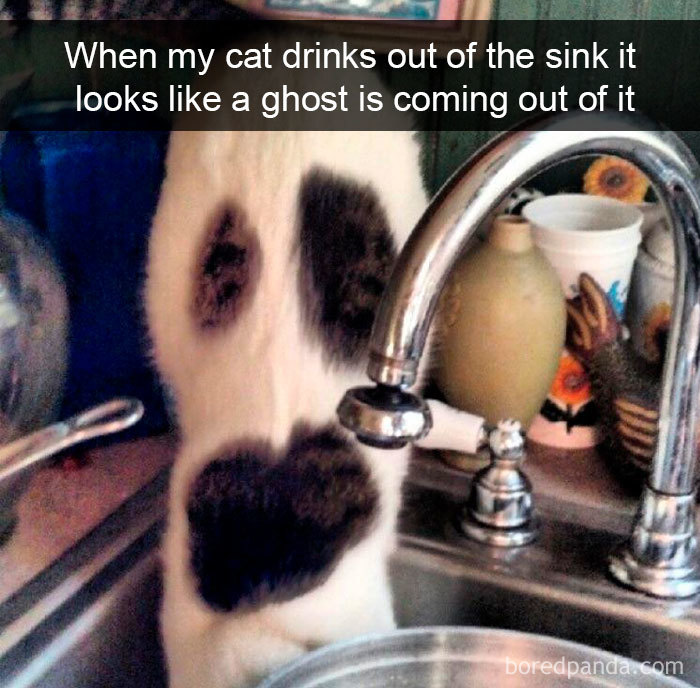 Cat-Snapchats