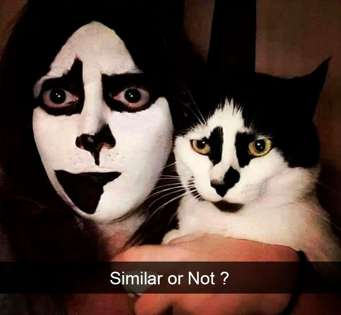 Cat-Snapchats