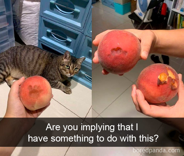 Cat-Snapchats