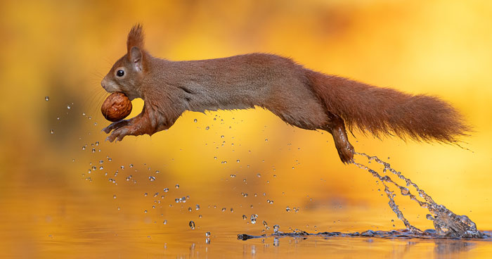 Photographer Waits Hours To Capture The Autumn Idyll Of Squirrels Carrying A Nut Over A Lake (8 Pics)