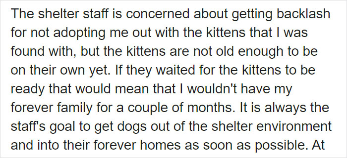 This Stray Dog Was Found Carrying Abandoned Kittens Off The Side Of The Road This Stray Dog Was Found Carrying Abandoned Kittens Off The Side Of The Road