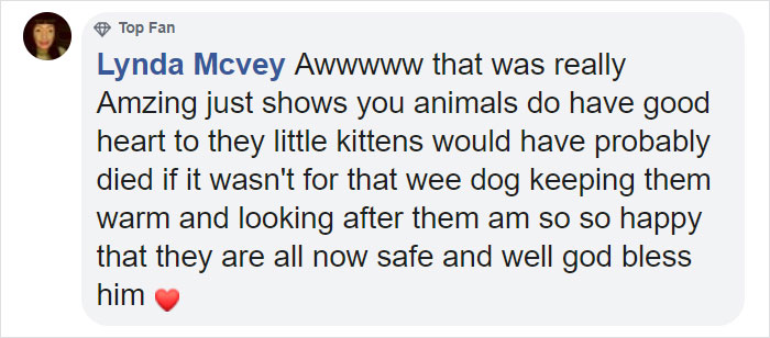 This Stray Dog Was Found Carrying Abandoned Kittens Off The Side Of The Road