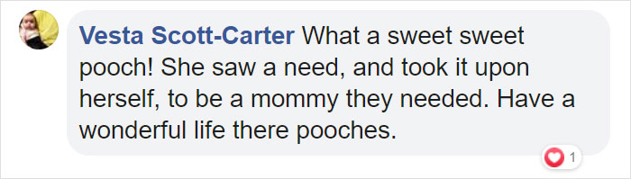 This Stray Dog Was Found Carrying Abandoned Kittens Off The Side Of The Road