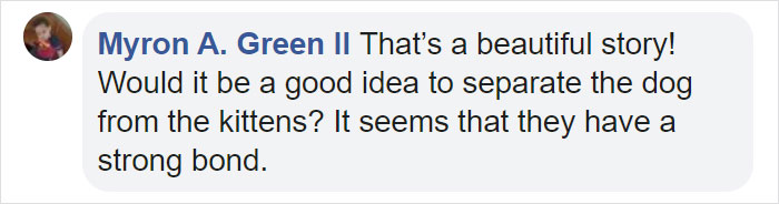 This Stray Dog Was Found Carrying Abandoned Kittens Off The Side Of The Road