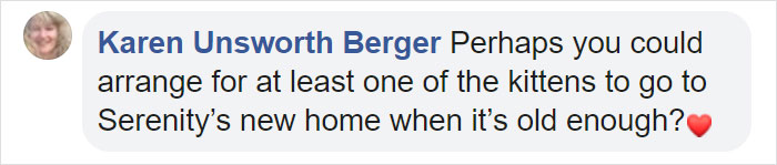 This Stray Dog Was Found Carrying Abandoned Kittens Off The Side Of The Road This Stray Dog Was Found Carrying Abandoned Kittens Off The Side Of The Road