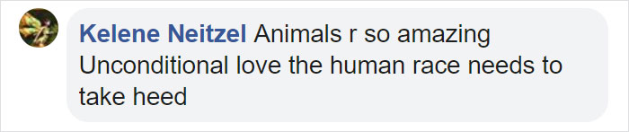 This Stray Dog Was Found Carrying Abandoned Kittens Off The Side Of The Road This Stray Dog Was Found Carrying Abandoned Kittens Off The Side Of The Road