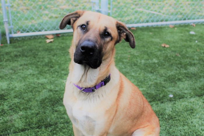 This Stray Dog Was Found Carrying Abandoned Kittens Off The Side Of The Road This Stray Dog Was Found Carrying Abandoned Kittens Off The Side Of The Road