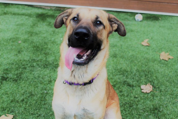 This Stray Dog Was Found Carrying Abandoned Kittens Off The Side Of The Road This Stray Dog Was Found Carrying Abandoned Kittens Off The Side Of The Road