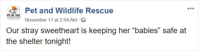 This Stray Dog Was Found Carrying Abandoned Kittens Off The Side Of The Road This Stray Dog Was Found Carrying Abandoned Kittens Off The Side Of The Road