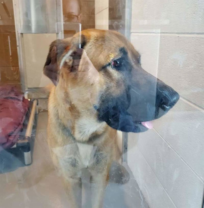 This Stray Dog Was Found Carrying Abandoned Kittens Off The Side Of The Road This Stray Dog Was Found Carrying Abandoned Kittens Off The Side Of The Road