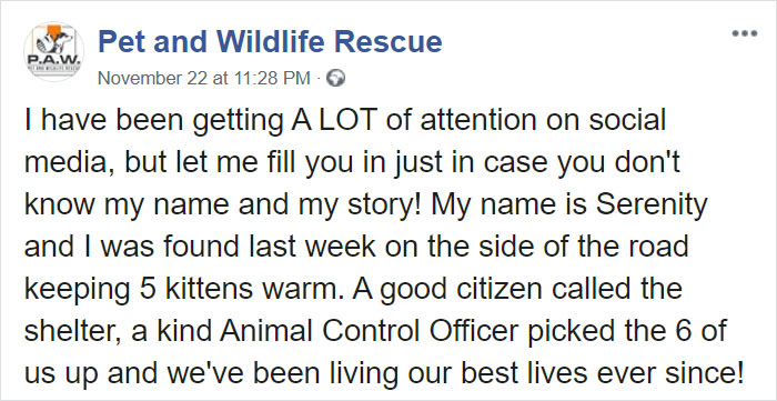 This Stray Dog Was Found Carrying Abandoned Kittens Off The Side Of The Road This Stray Dog Was Found Carrying Abandoned Kittens Off The Side Of The Road