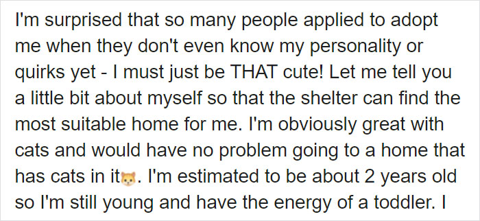 This Stray Dog Was Found Carrying Abandoned Kittens Off The Side Of The Road