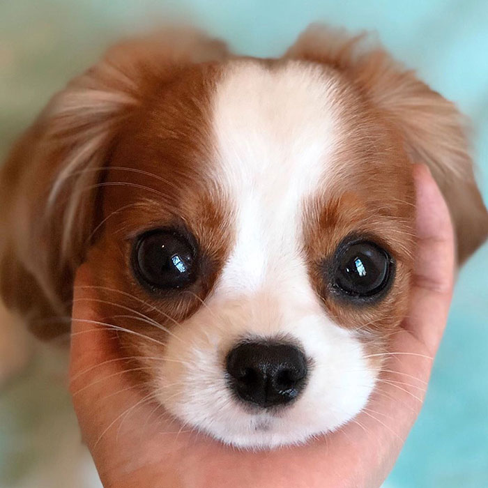 Tiniest-Cavalier-Puppy-Nessa