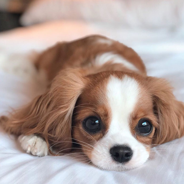 Tiniest-Cavalier-Puppy-Nessa