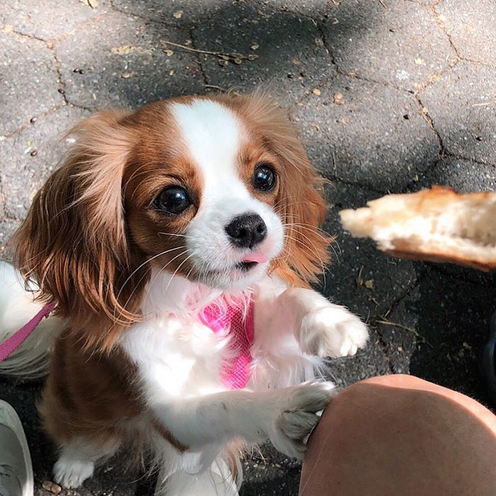 Tiniest-Cavalier-Puppy-Nessa