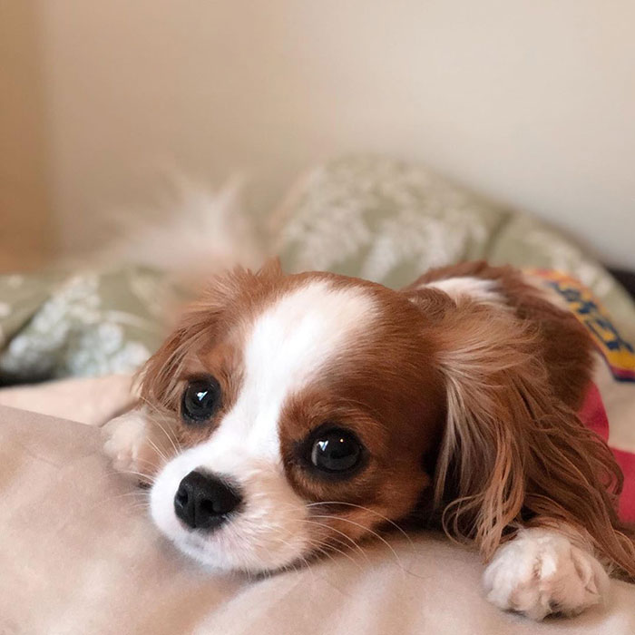 Tiniest-Cavalier-Puppy-Nessa