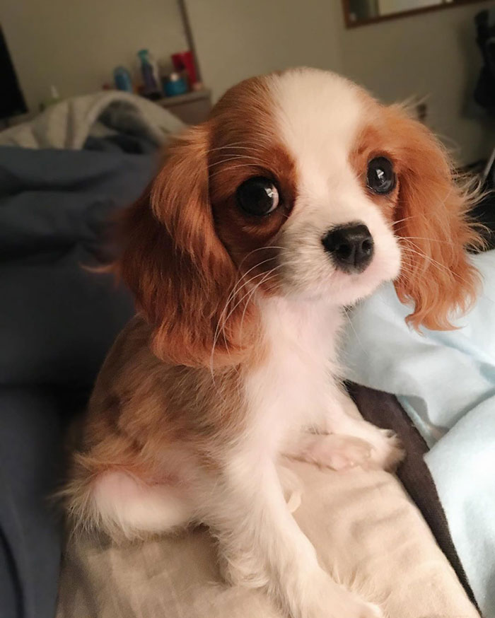 Tiniest-Cavalier-Puppy-Nessa