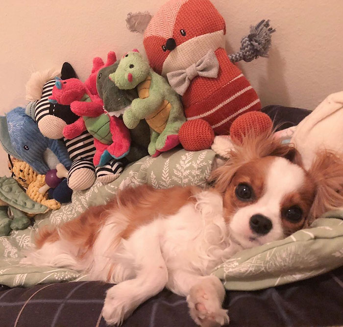 Tiniest-Cavalier-Puppy-Nessa