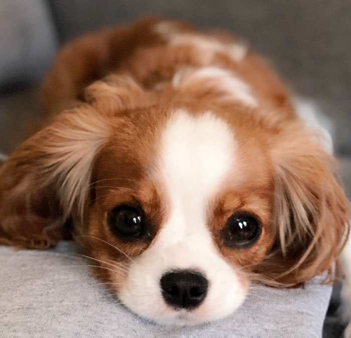 Tiniest-Cavalier-Puppy-Nessa