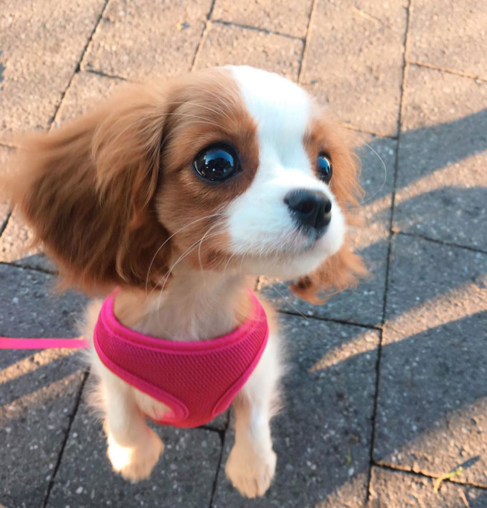 Tiniest-Cavalier-Puppy-Nessa