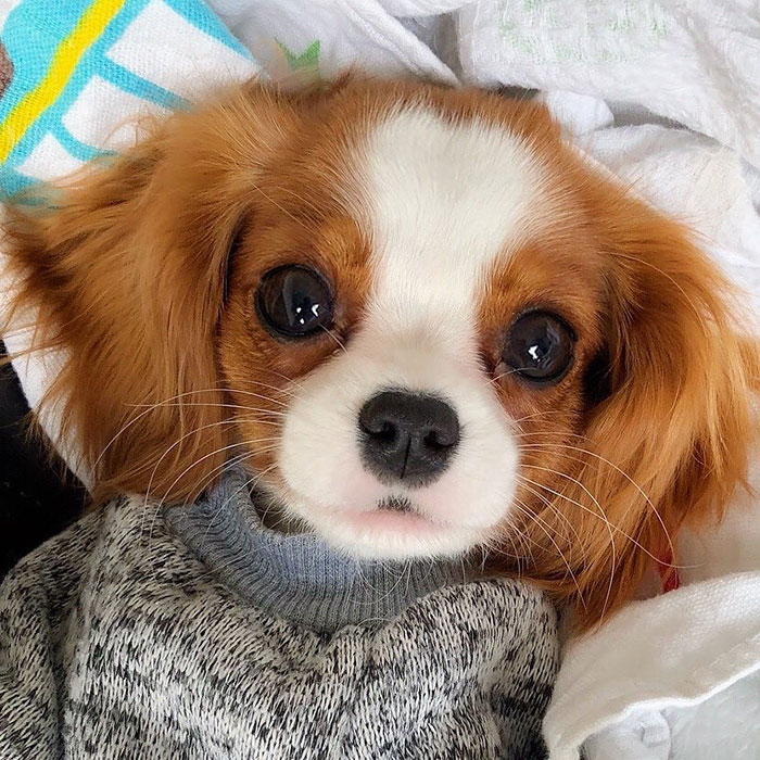 Tiniest-Cavalier-Puppy-Nessa