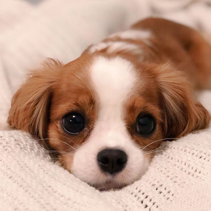 Tiniest-Cavalier-Puppy-Nessa