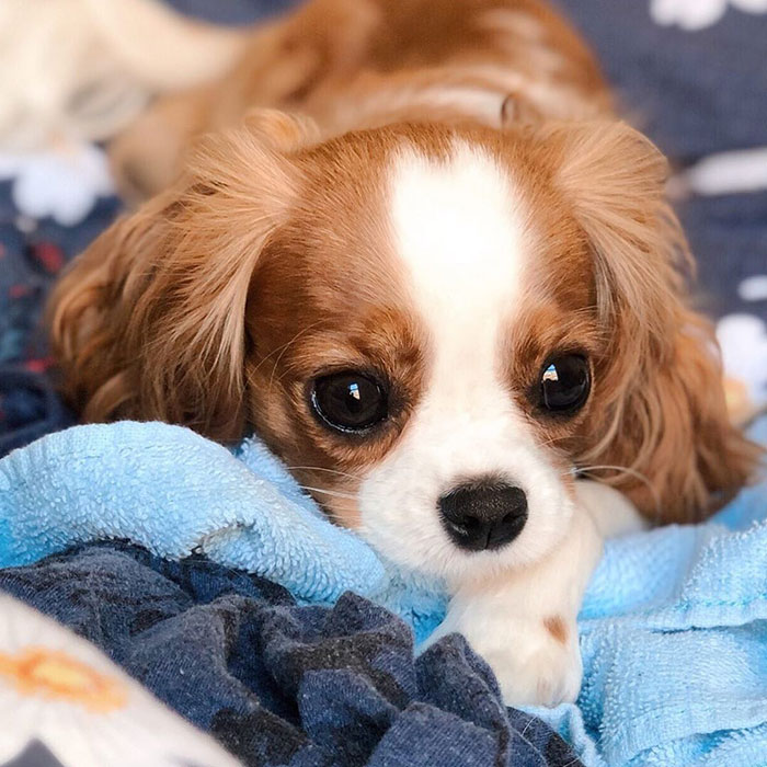 Tiniest-Cavalier-Puppy-Nessa