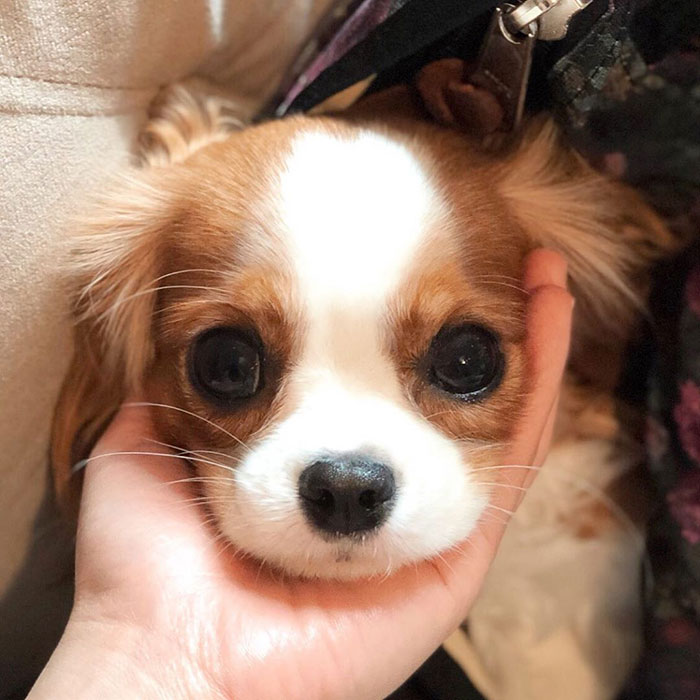 Tiniest-Cavalier-Puppy-Nessa