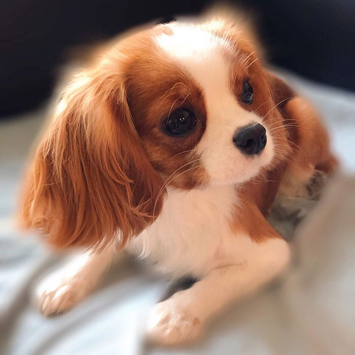 Tiniest-Cavalier-Puppy-Nessa