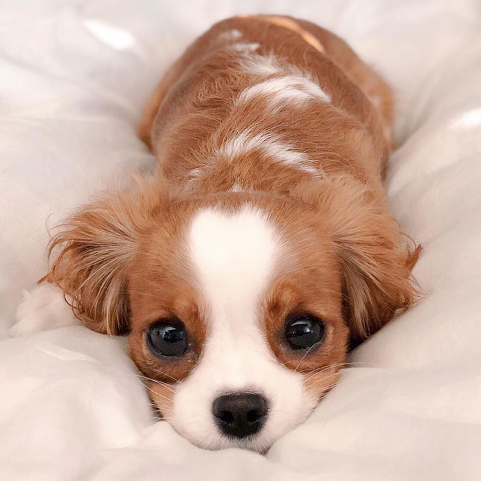 Tiniest-Cavalier-Puppy-Nessa