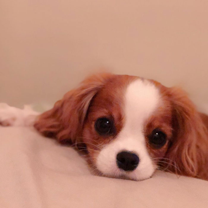 Tiniest-Cavalier-Puppy-Nessa