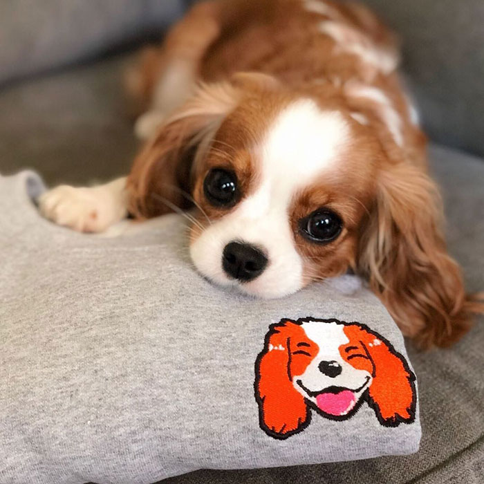 Tiniest-Cavalier-Puppy-Nessa