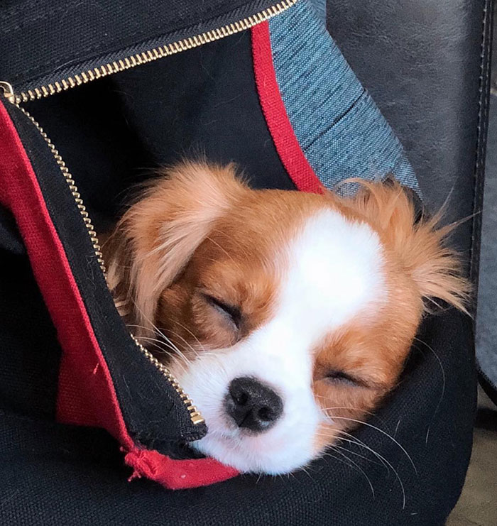 Tiniest-Cavalier-Puppy-Nessa