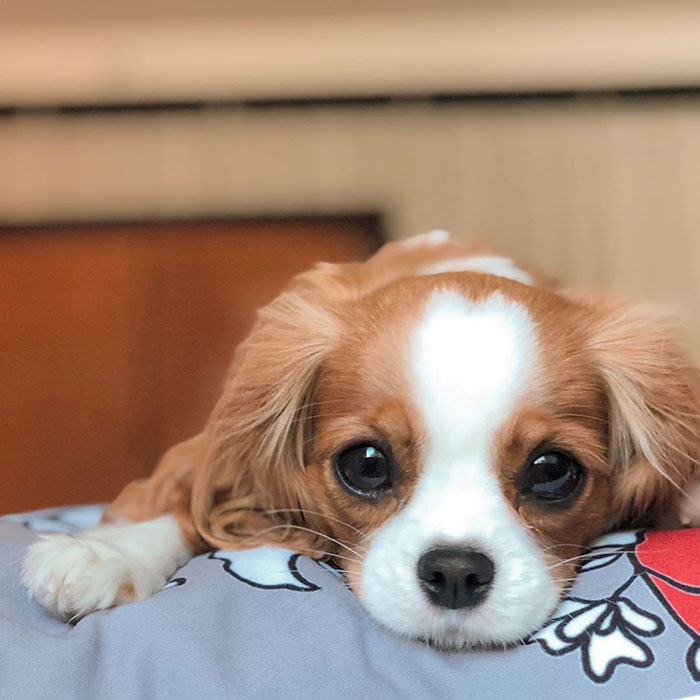 Tiniest-Cavalier-Puppy-Nessa